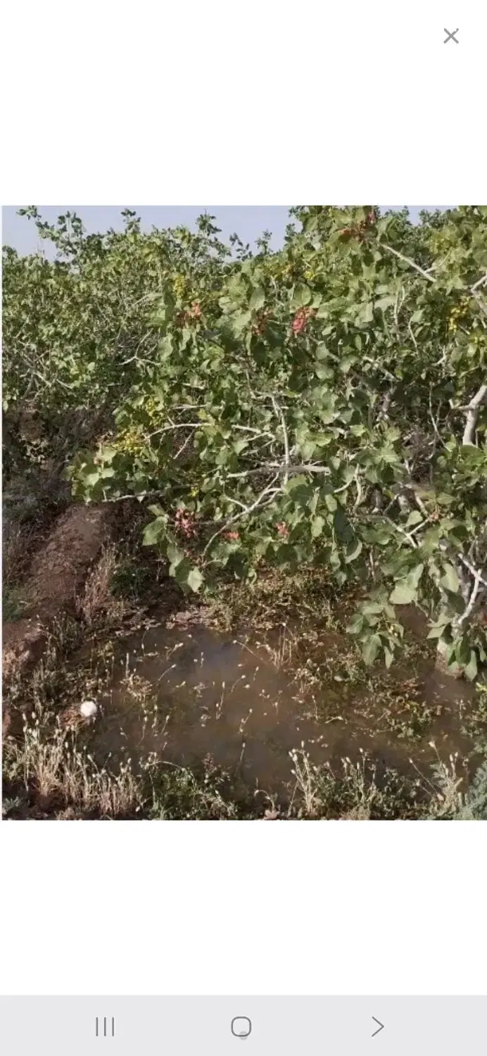 زمین پسته