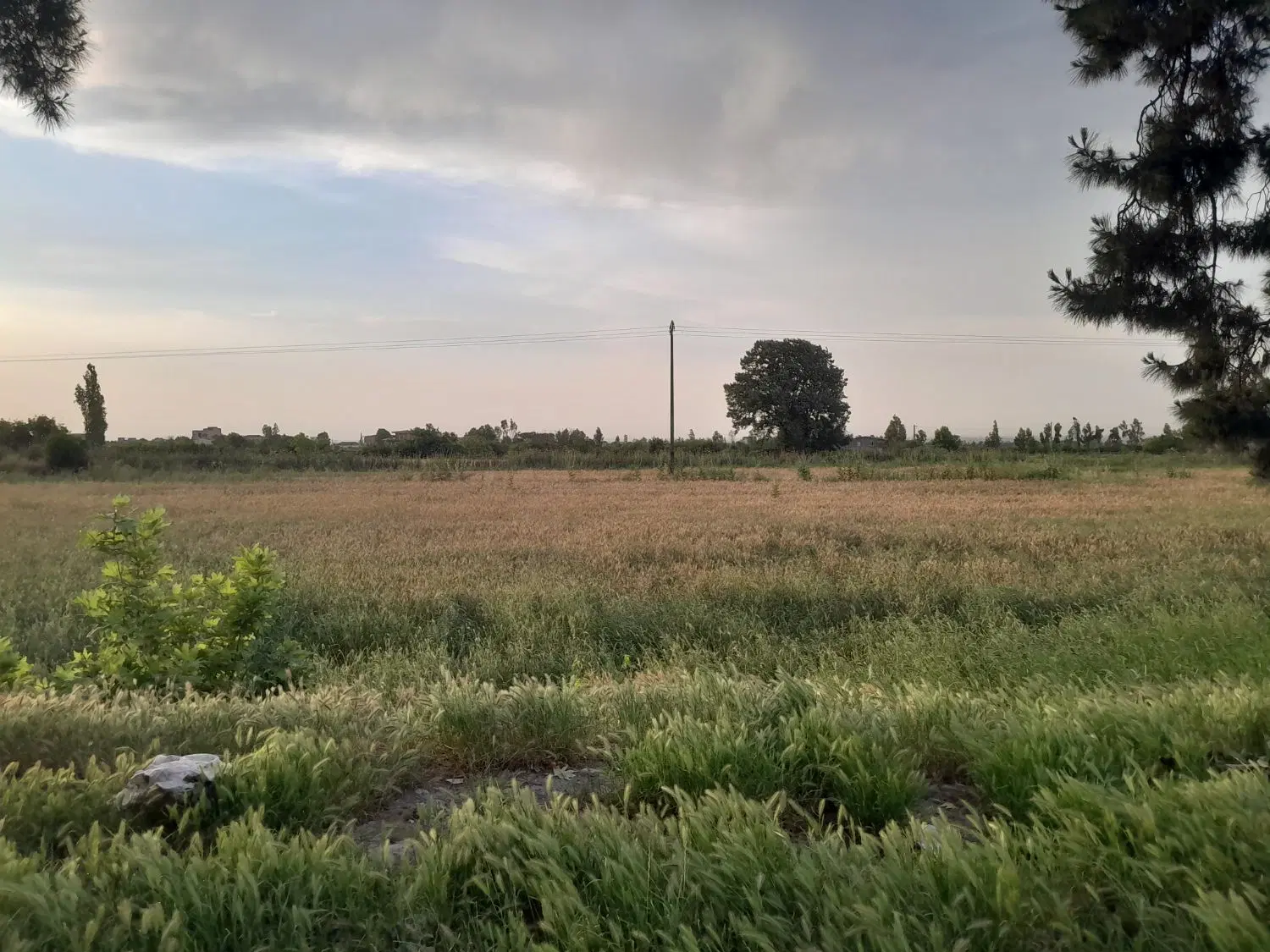 زمین کشاورزی