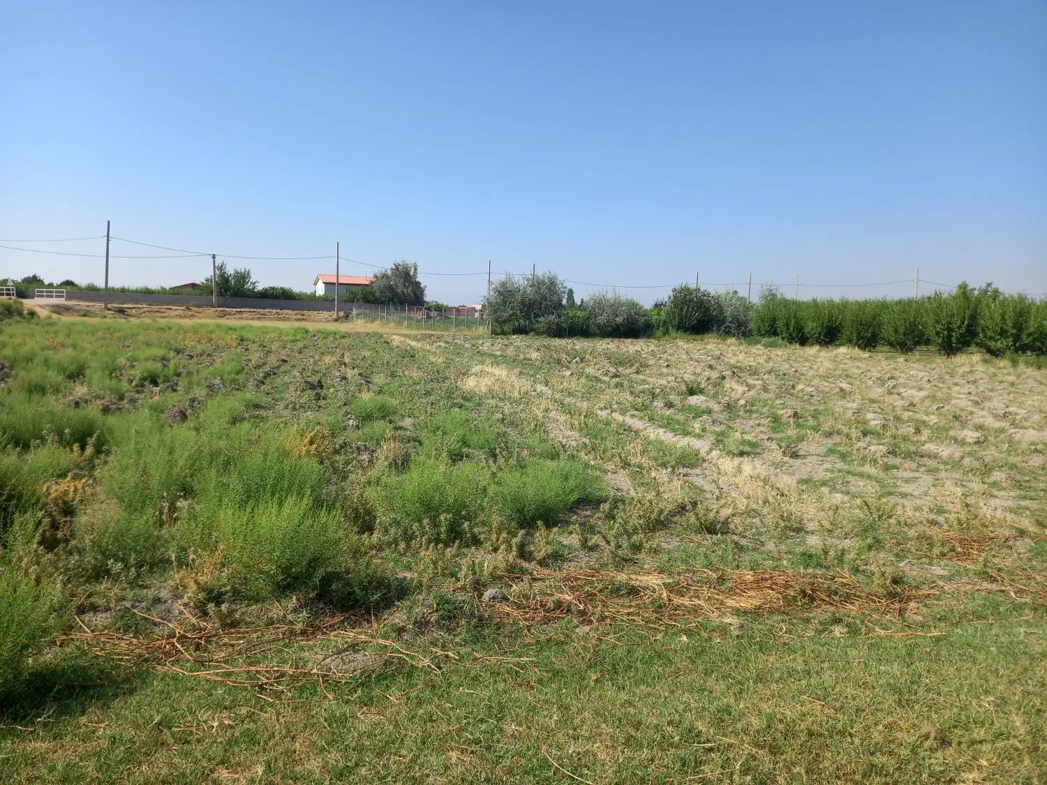زمین زراعی روستای یوالار