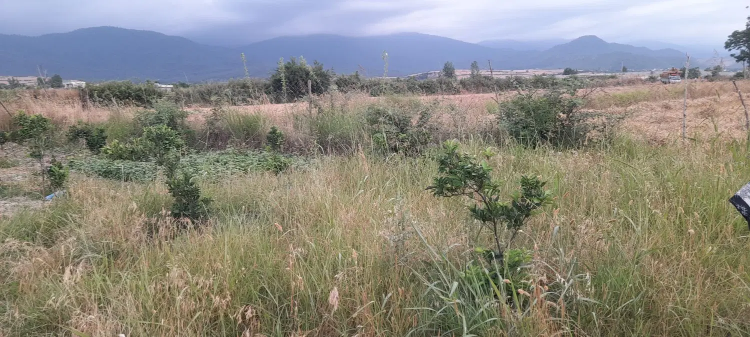زمین باغی شموشک