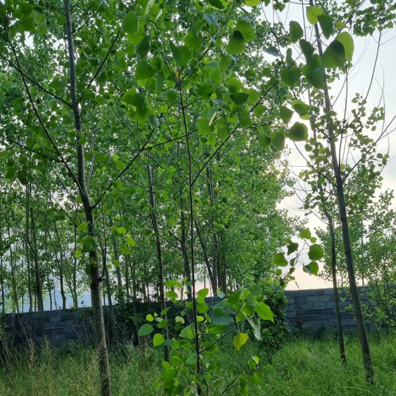 زمین باغی سند دار