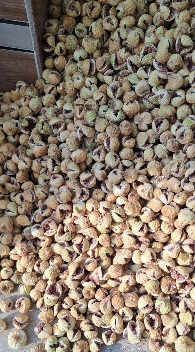 باغ وباغچه .انجیری.انگور.تفریحی