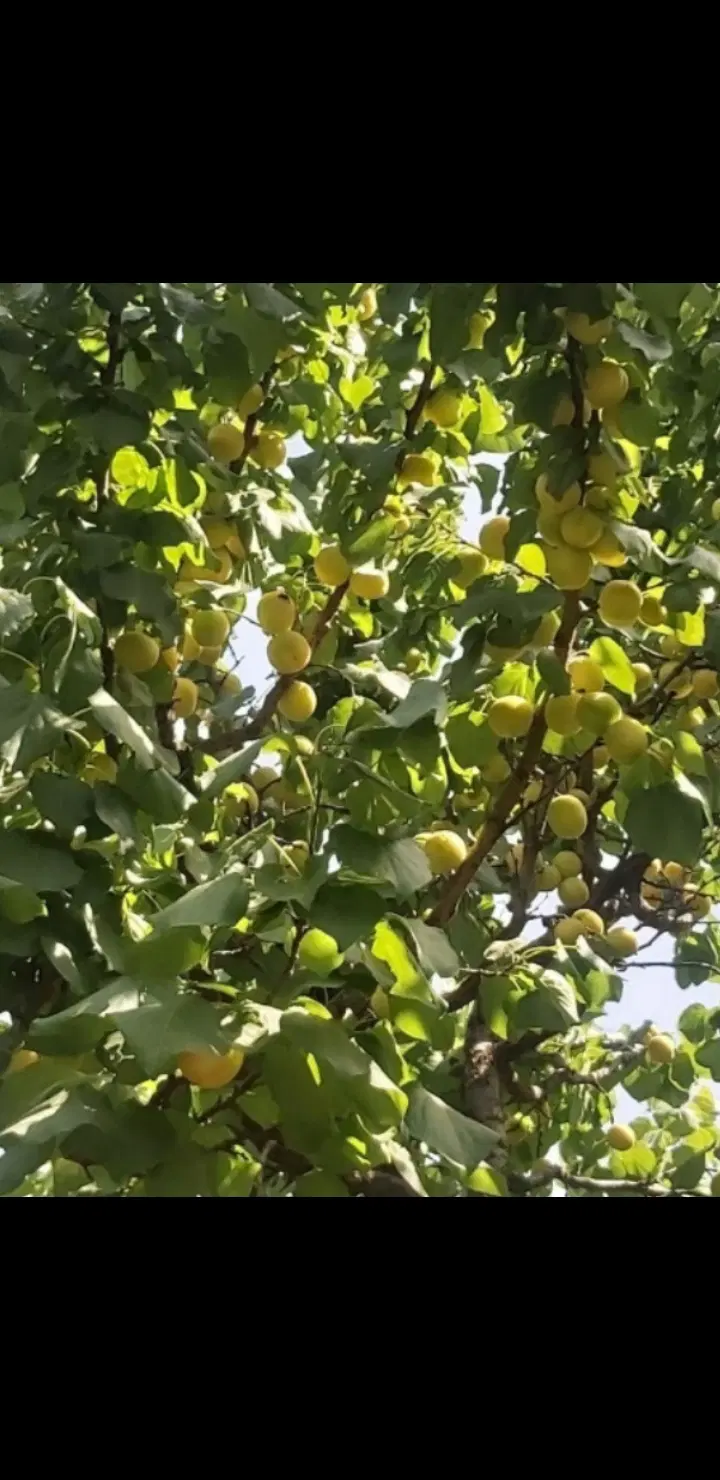زمین 1200 متری