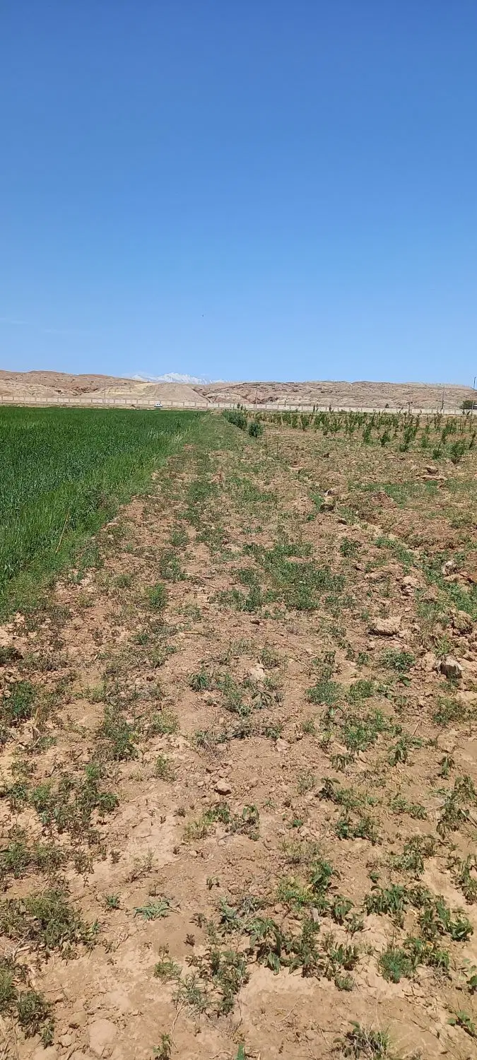 ۵۰۰متر زمین زراعی در ماهدشت کرج،بلوار هوافضا