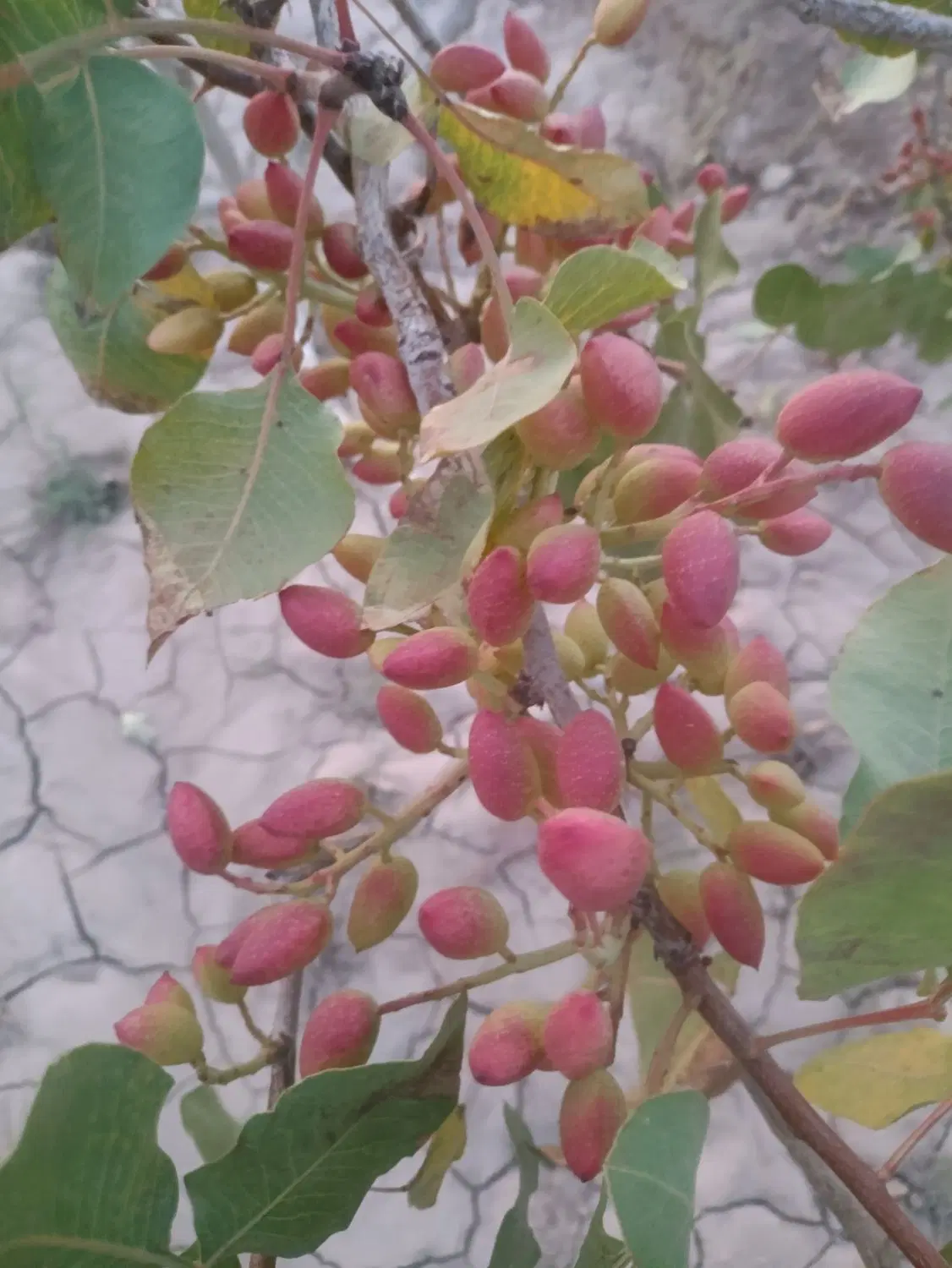 فروش باغ پسته