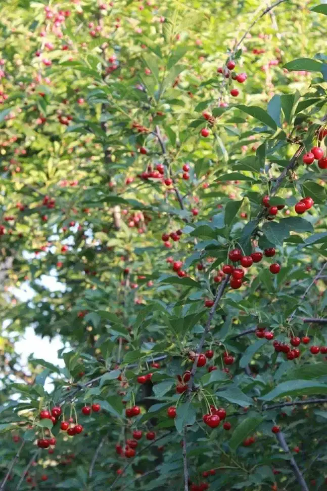 باغ زمین گیلاس نوری عرب اباد ماهان