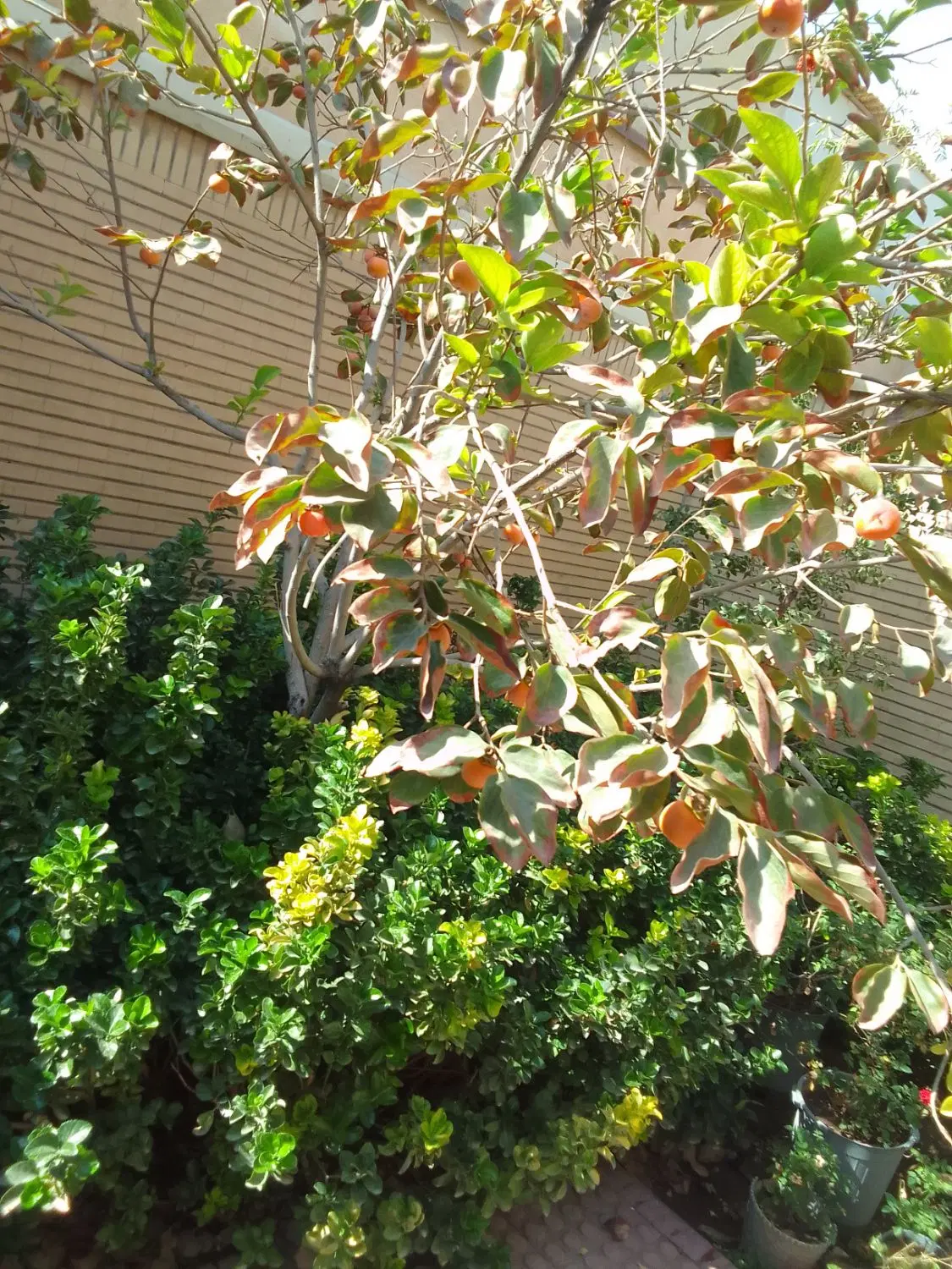اجاره خانه ویلایی