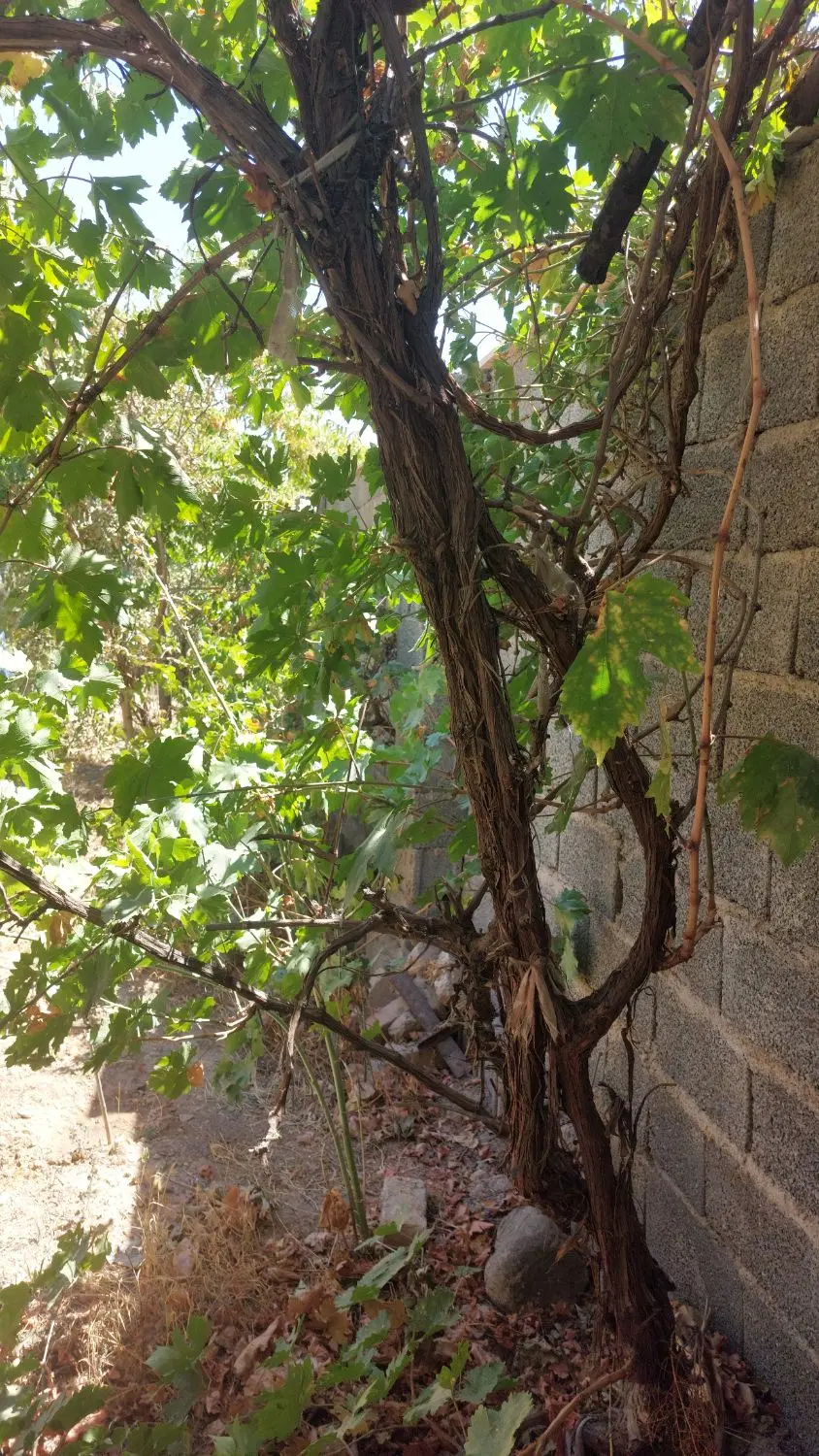باغچه ویلایی سند دار