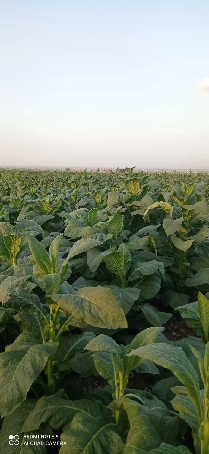 12500زمین کشاورزی