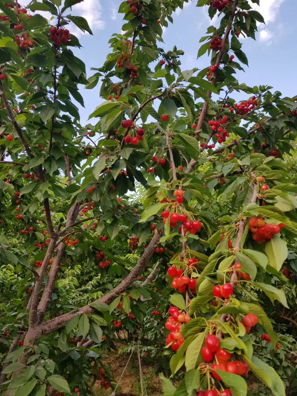 فروش ّباغ مثمر