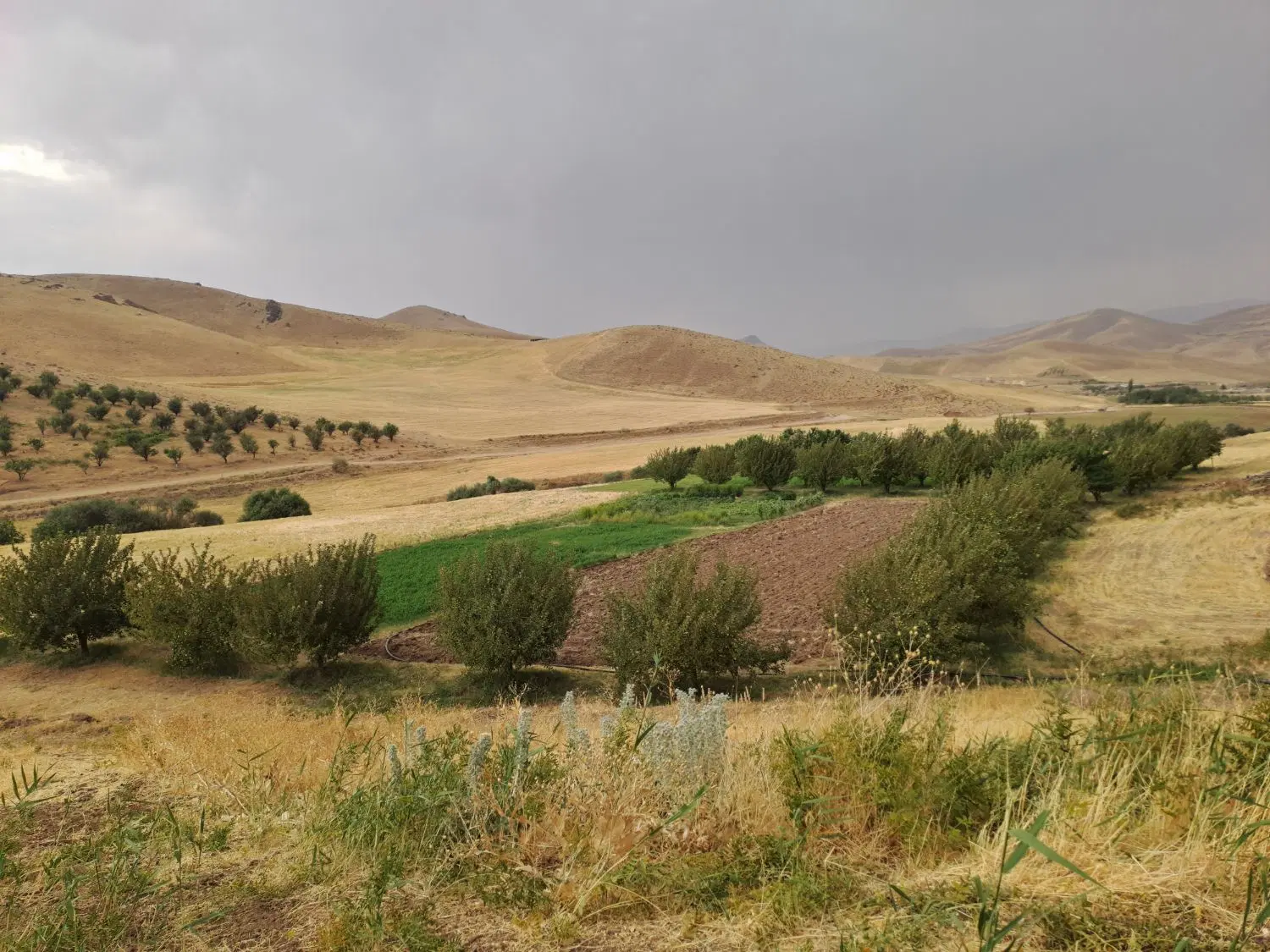 باغ گردو
