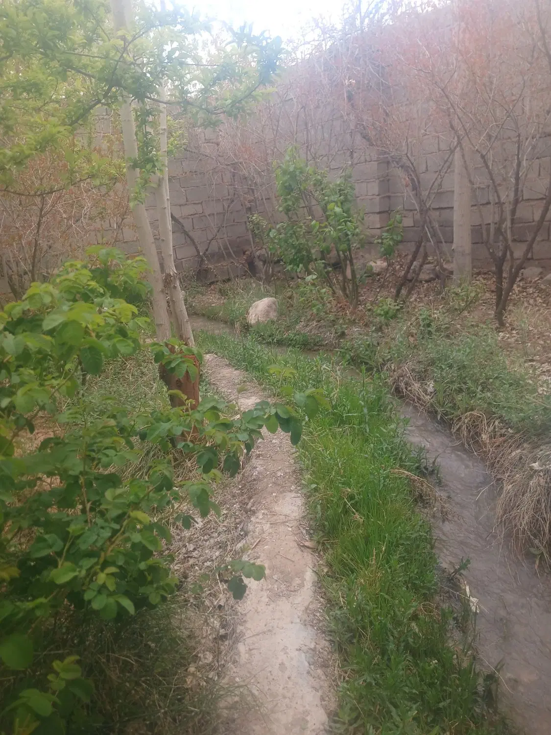 زمین رز فرهنگیان