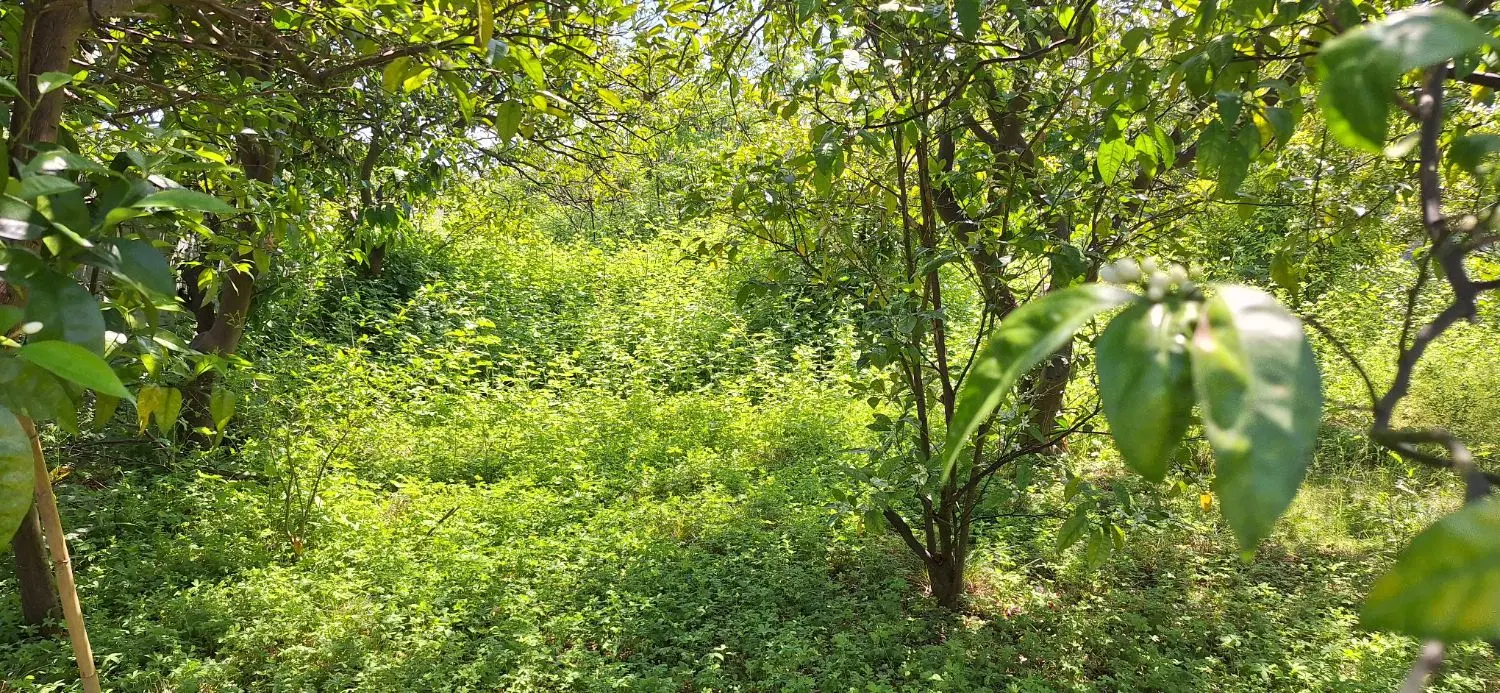 زمین مسکونی ،