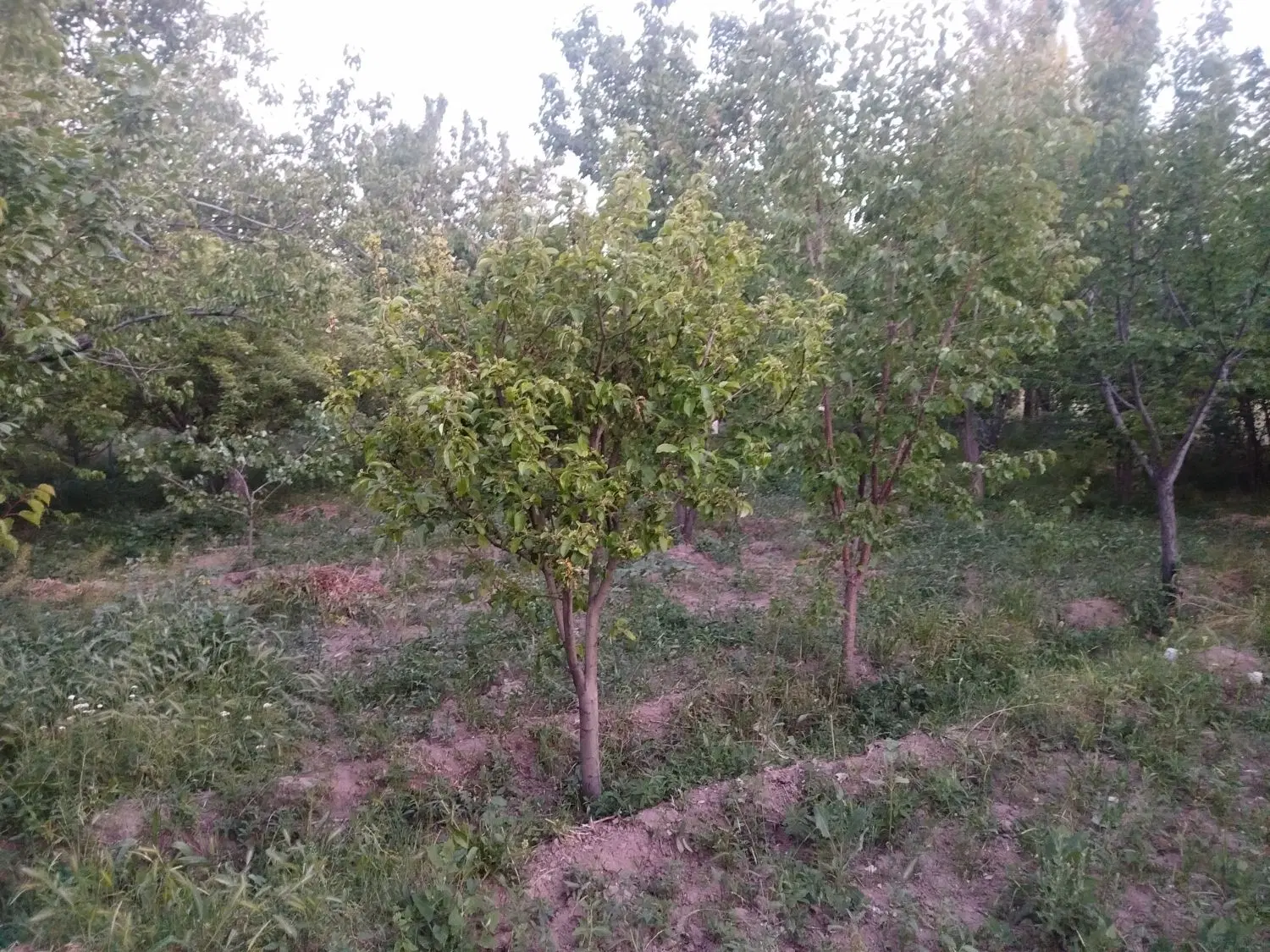 فروش باغچه نقلی