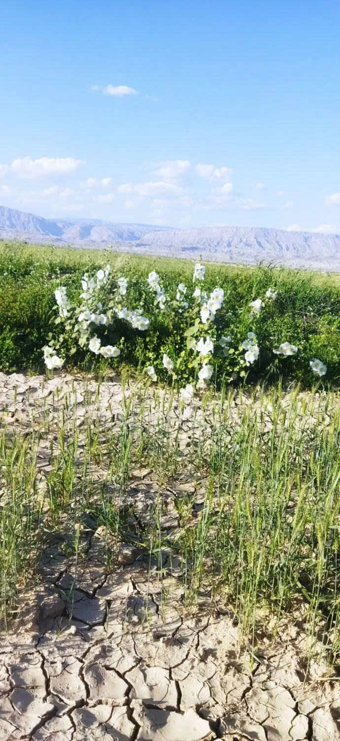 زمین تجاری
