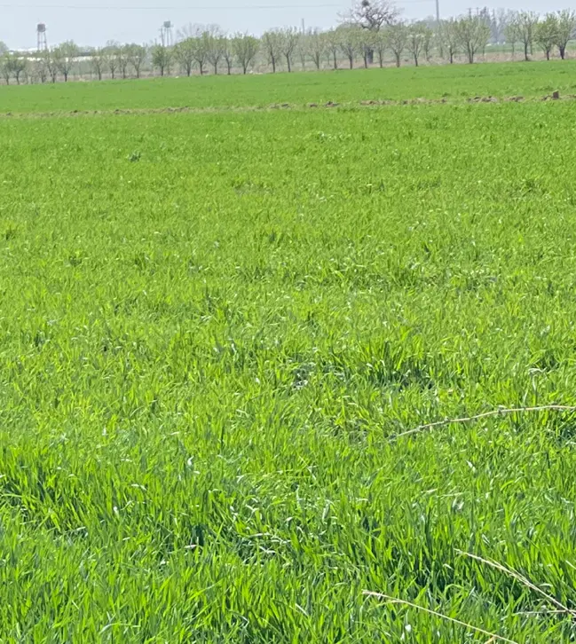 دو قطعه زمین مناسب باغ