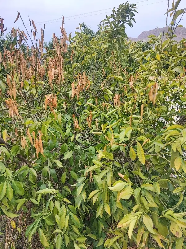 فروش زمین باغ شهری
