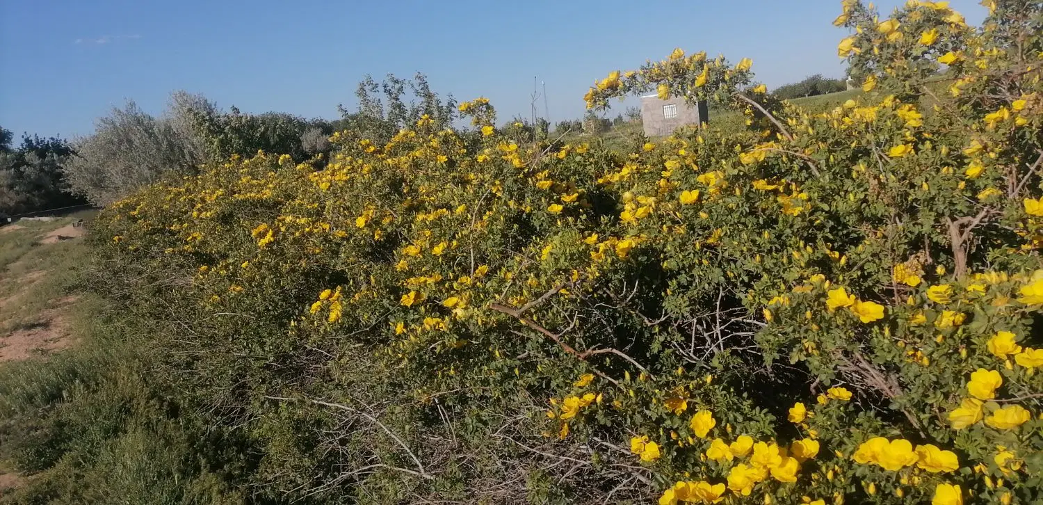 زمین وباغ سیمین زاغه