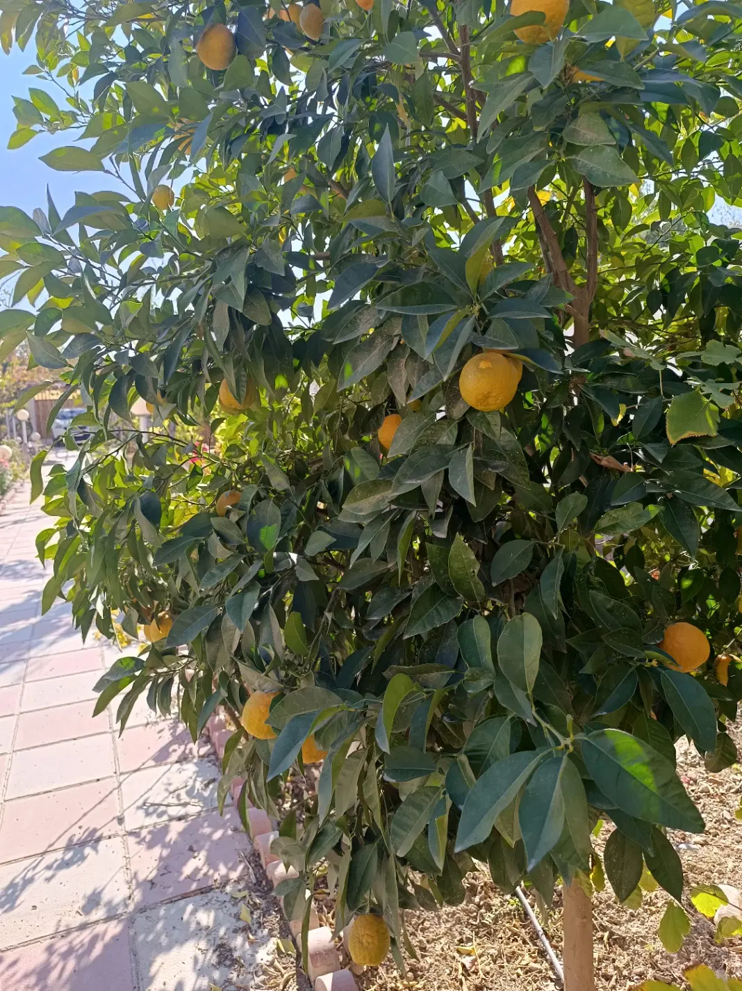 باغچه 700 متری حومه تهران