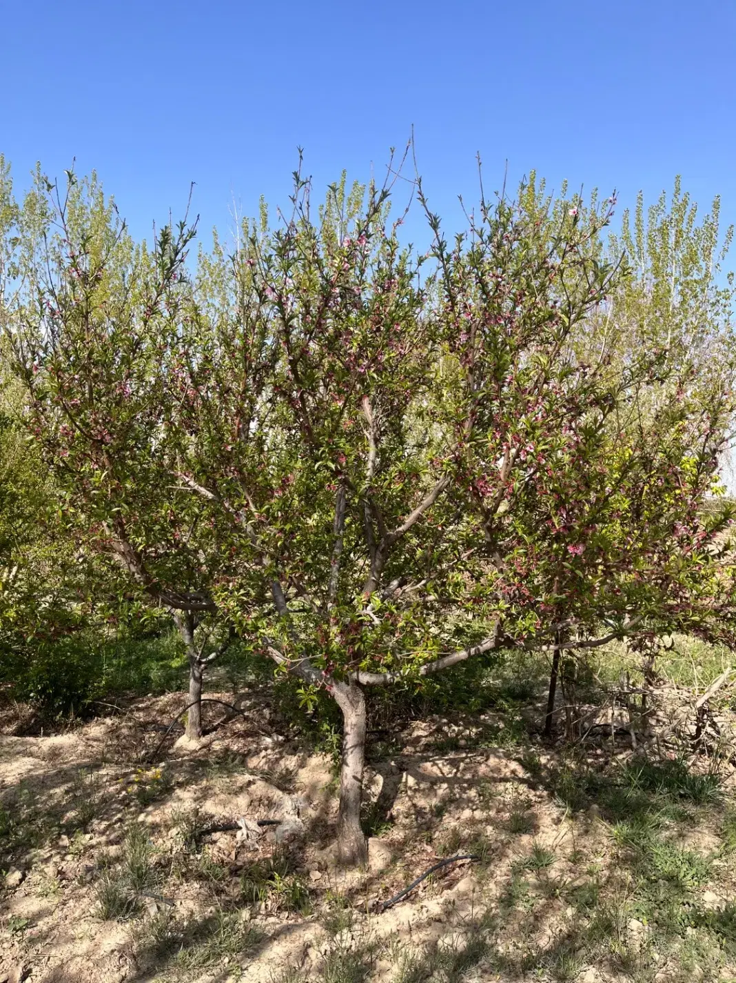 باغچه هزارمتری تهران