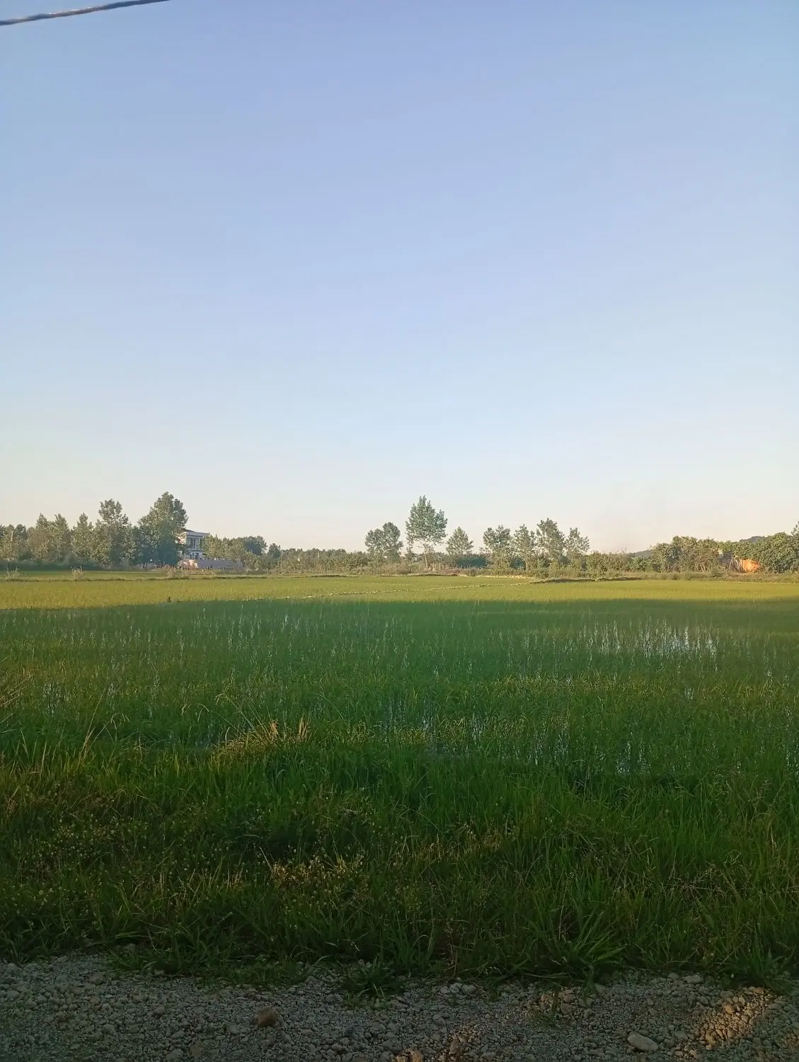 فروش زمین شالیزار