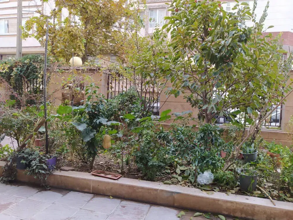 زمین ۳۱۰ متر سند تکبرگ