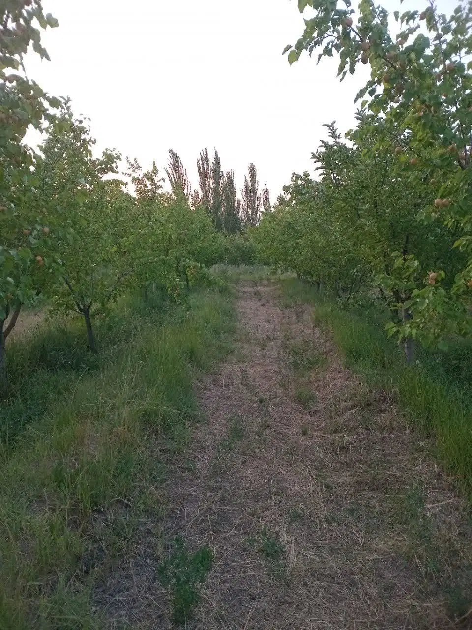 باغ میوه ۲۵۰۰ متری