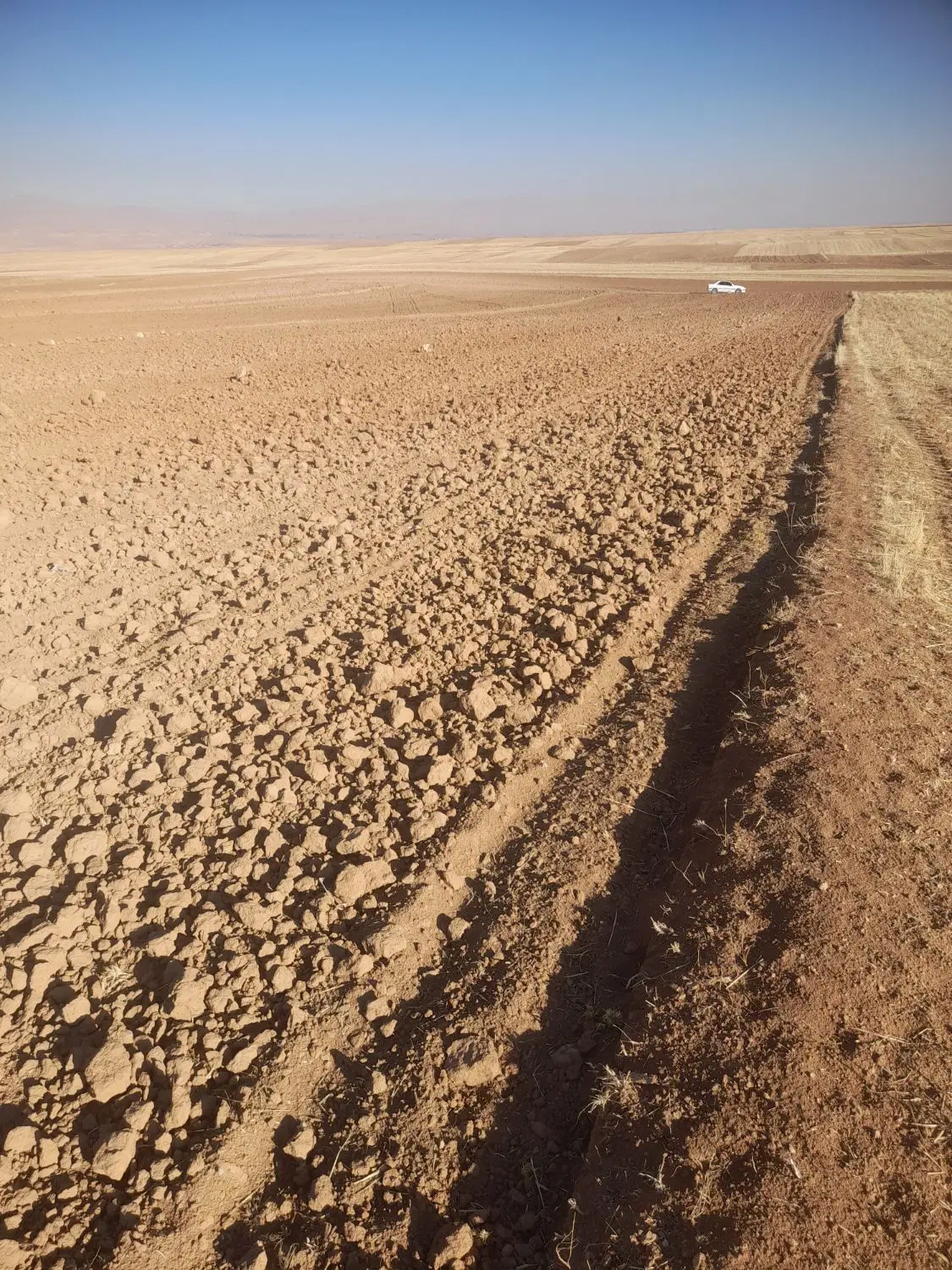 زمین کشاورزی دیم