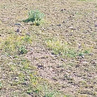 یک قطعه زمین مسکونی