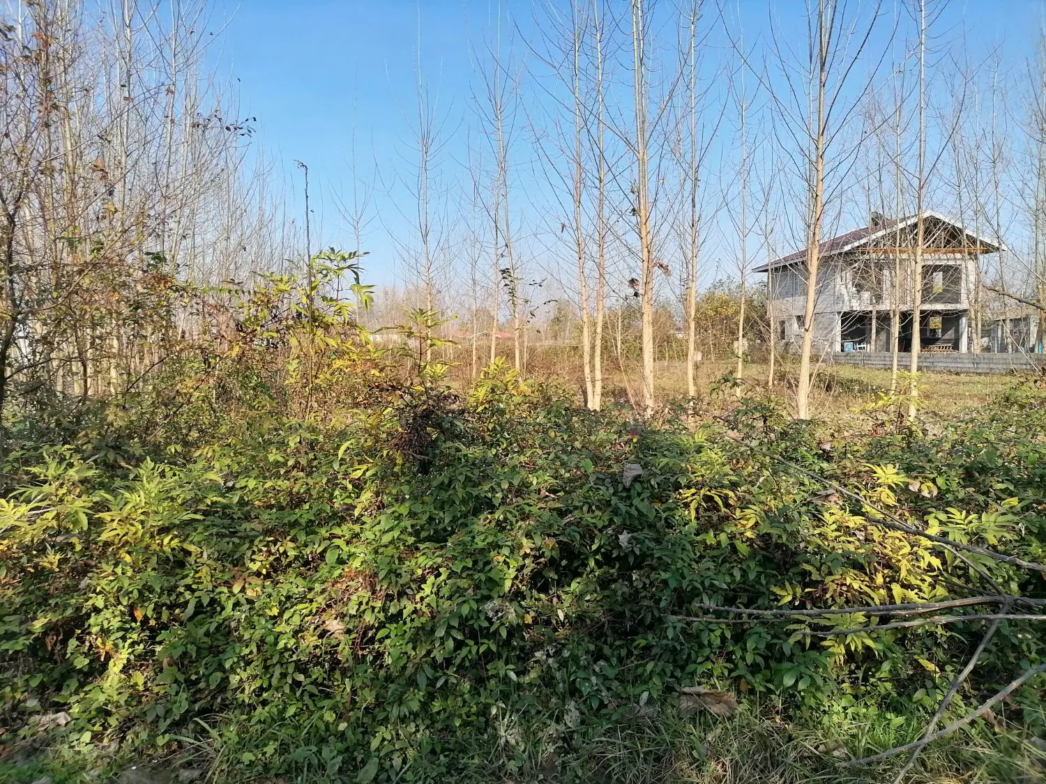 زمین باغی