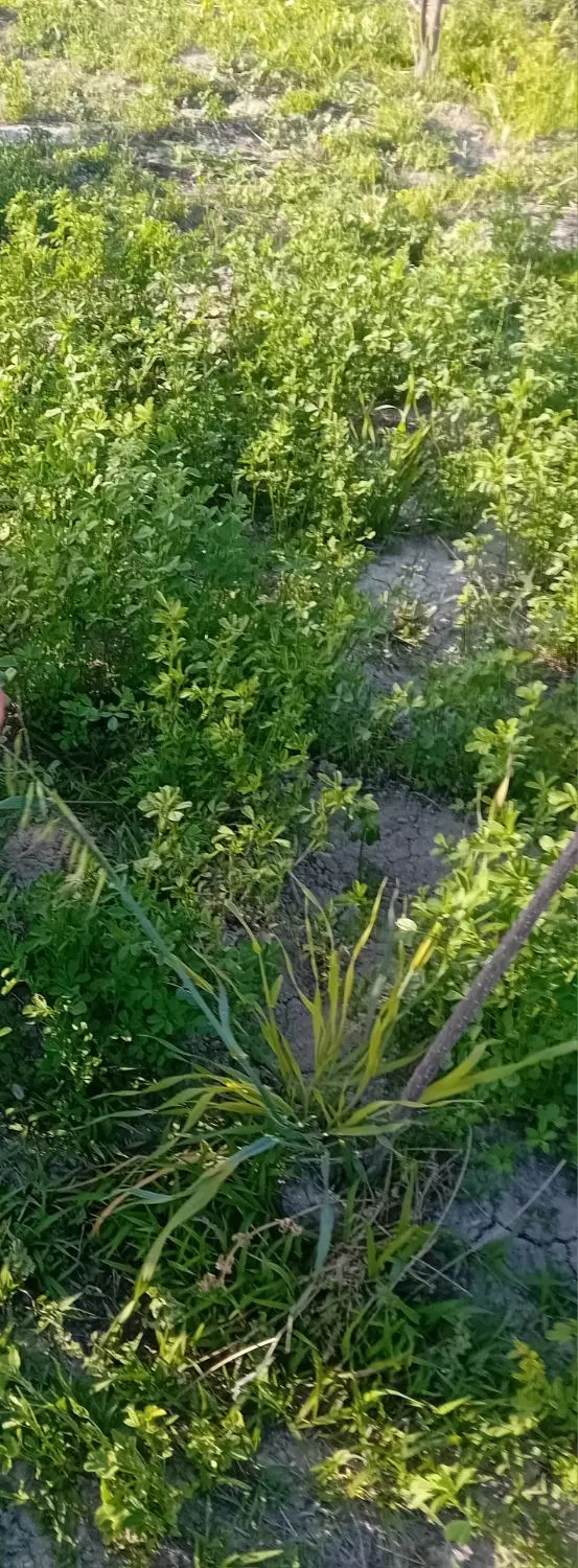 ۲۰۰متر زمین مسکونی خوش نقشه
