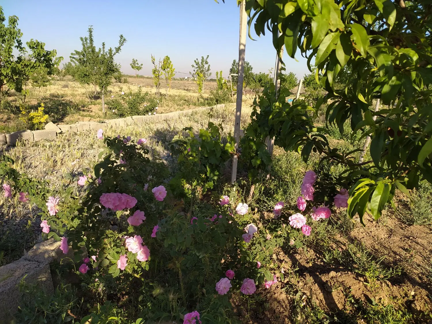 باغی به متراژ ۱۰۰۰مترواقع در نظراباد