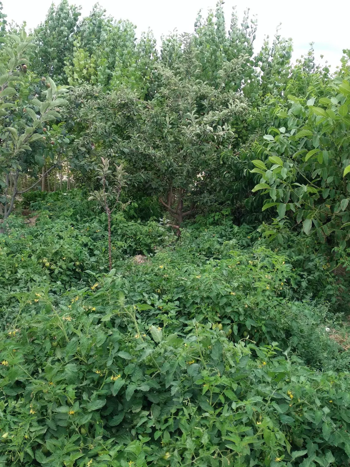 باغچه