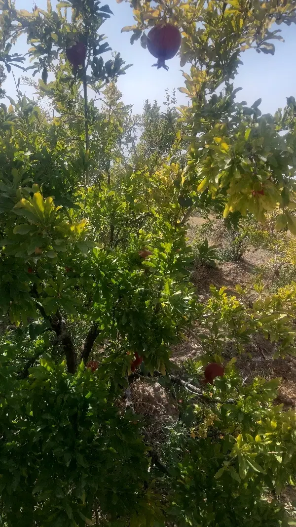 باغ