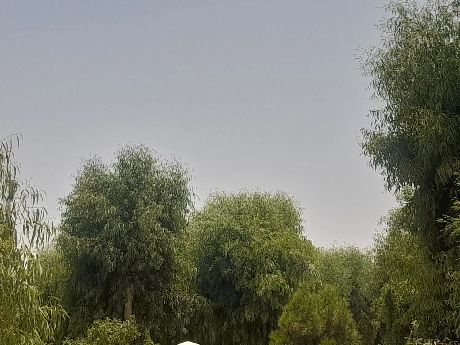 زمین باپروانه روستای طایقان