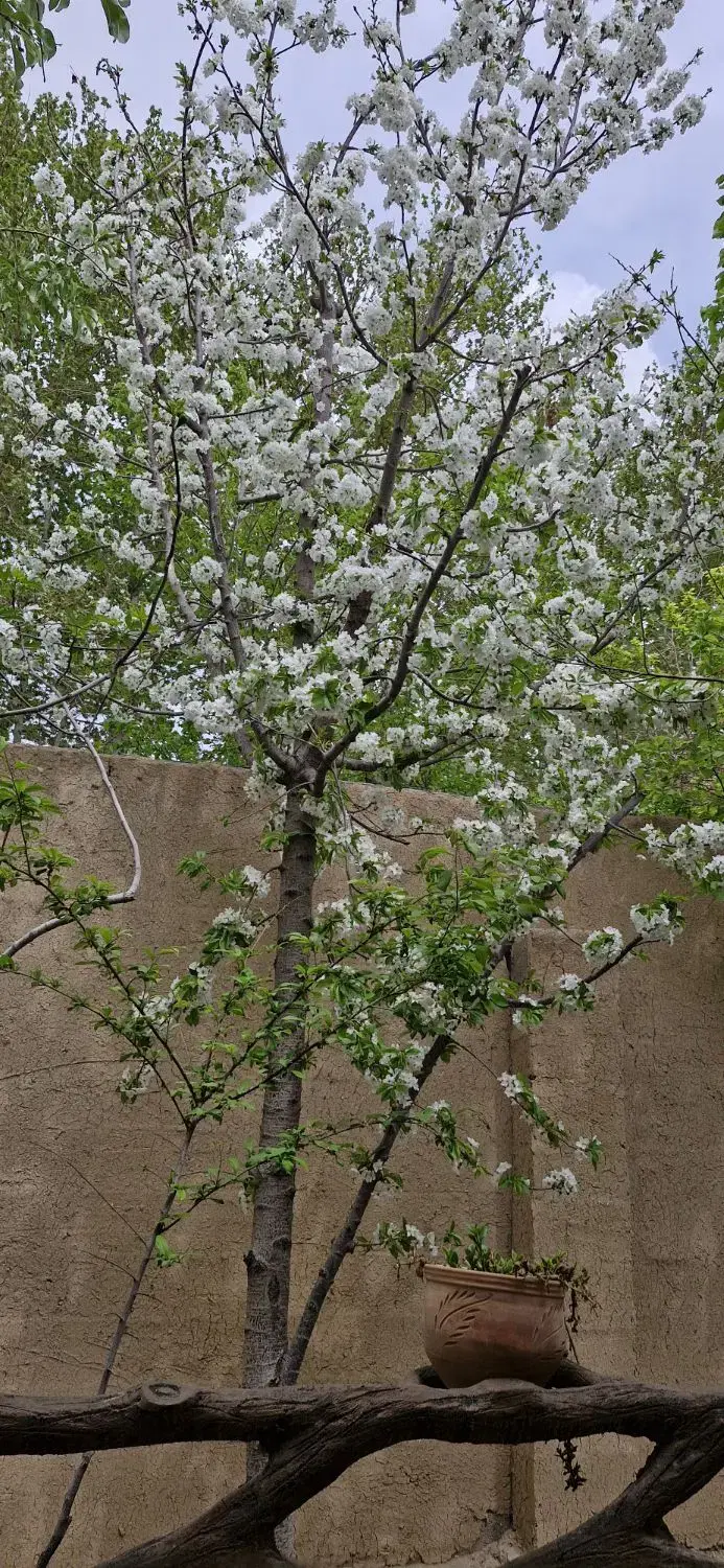 باغ نقلی لاکچری
