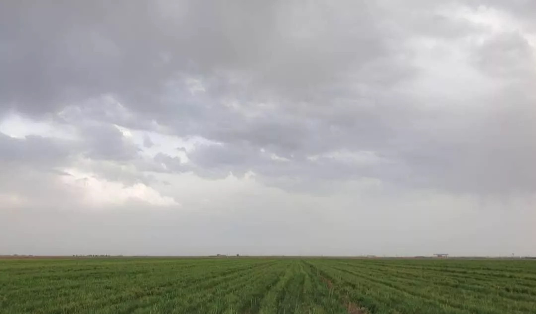 گندمزار چهل هزار متری