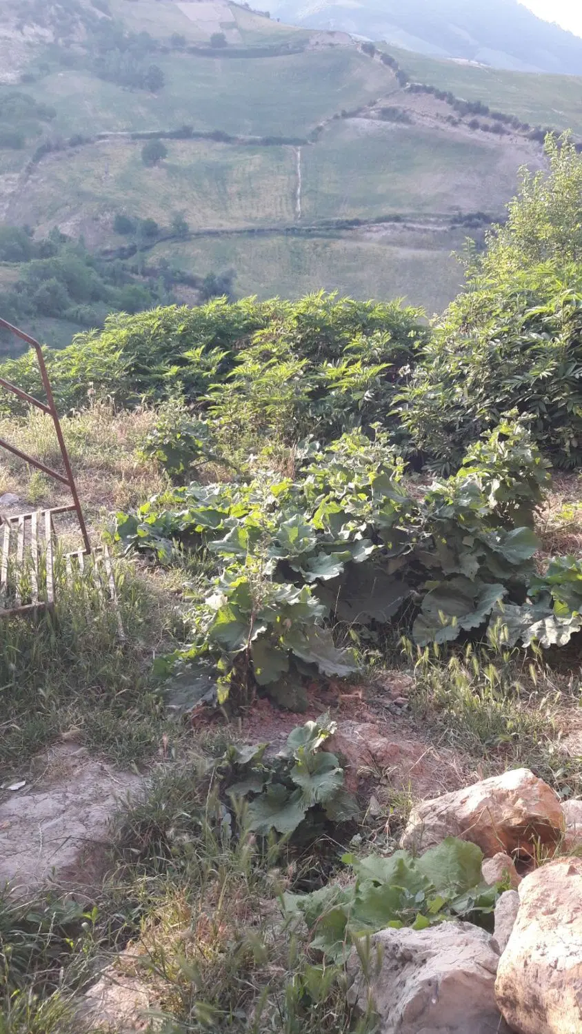 زمین مسکونی