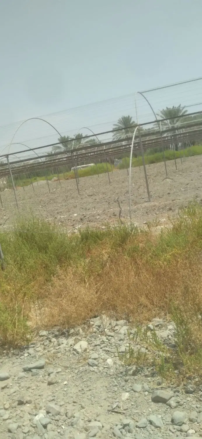 اجاره گلخانه