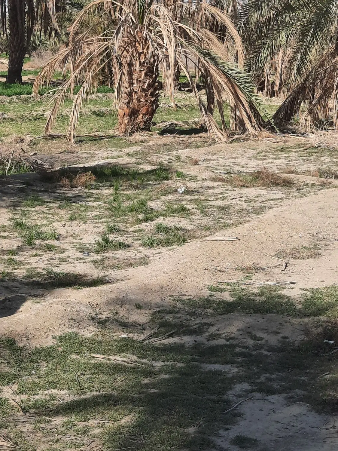 زمین ویلا باغ