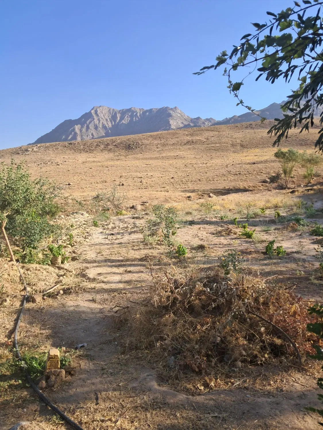 فروش باغ واقعه در صحرا سیرک