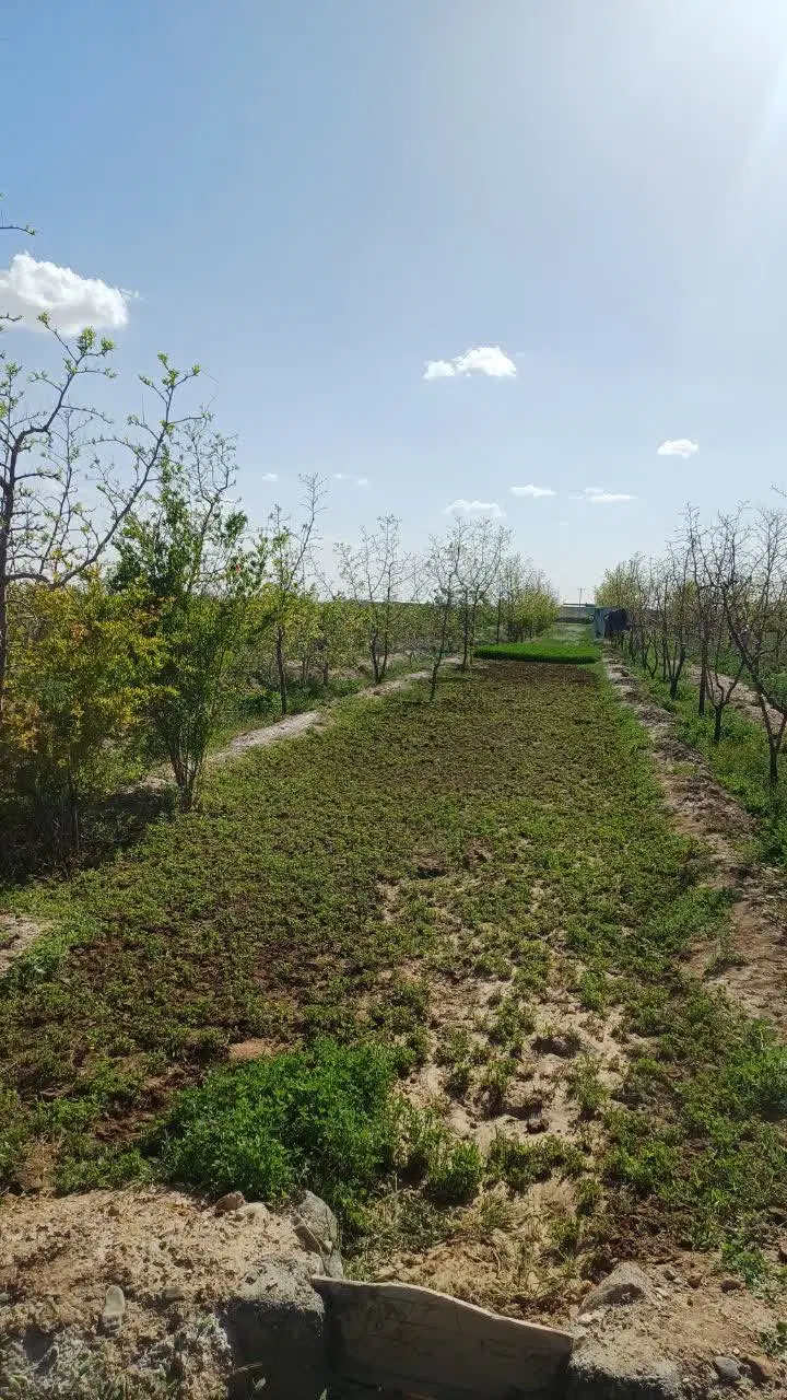 زمین کشاورزی خوسف روستای معصوم آباد