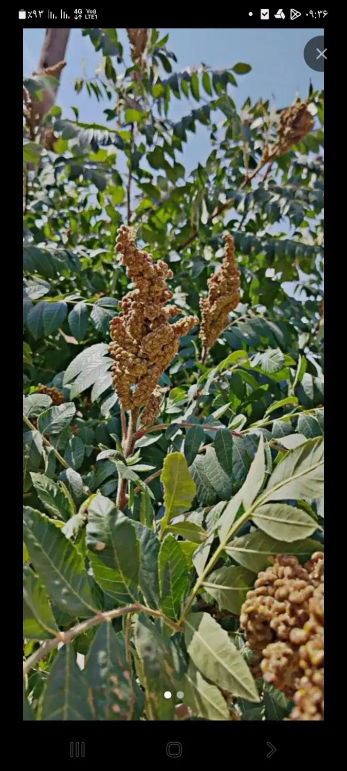 اجاره باغ سماق