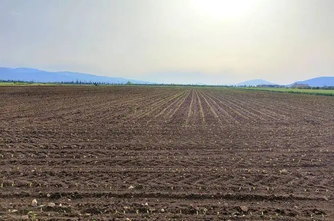 زمین عربی 450 1200 1700