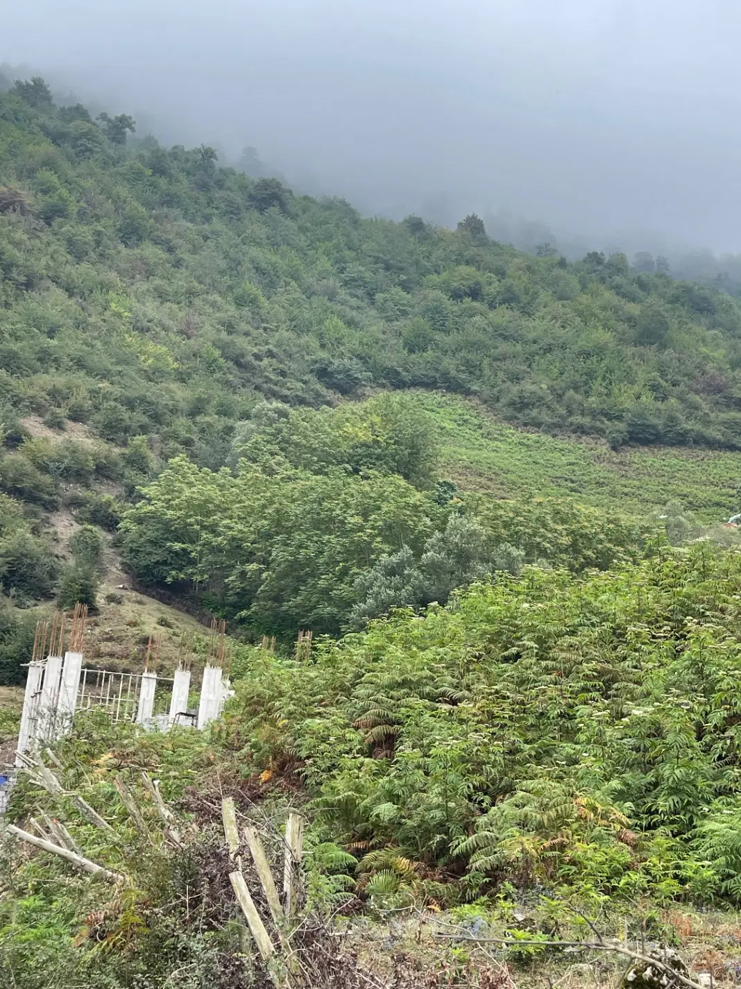 زمین ۲۵۰متری  چمستان لاویج