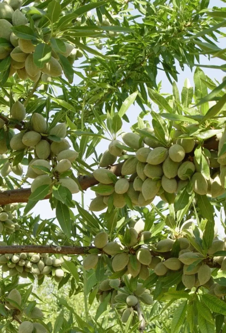 فروش خونه باغ به میتراژ ۷۵۰ متر