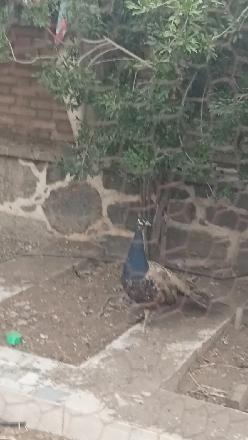 خونه باغ و زمین