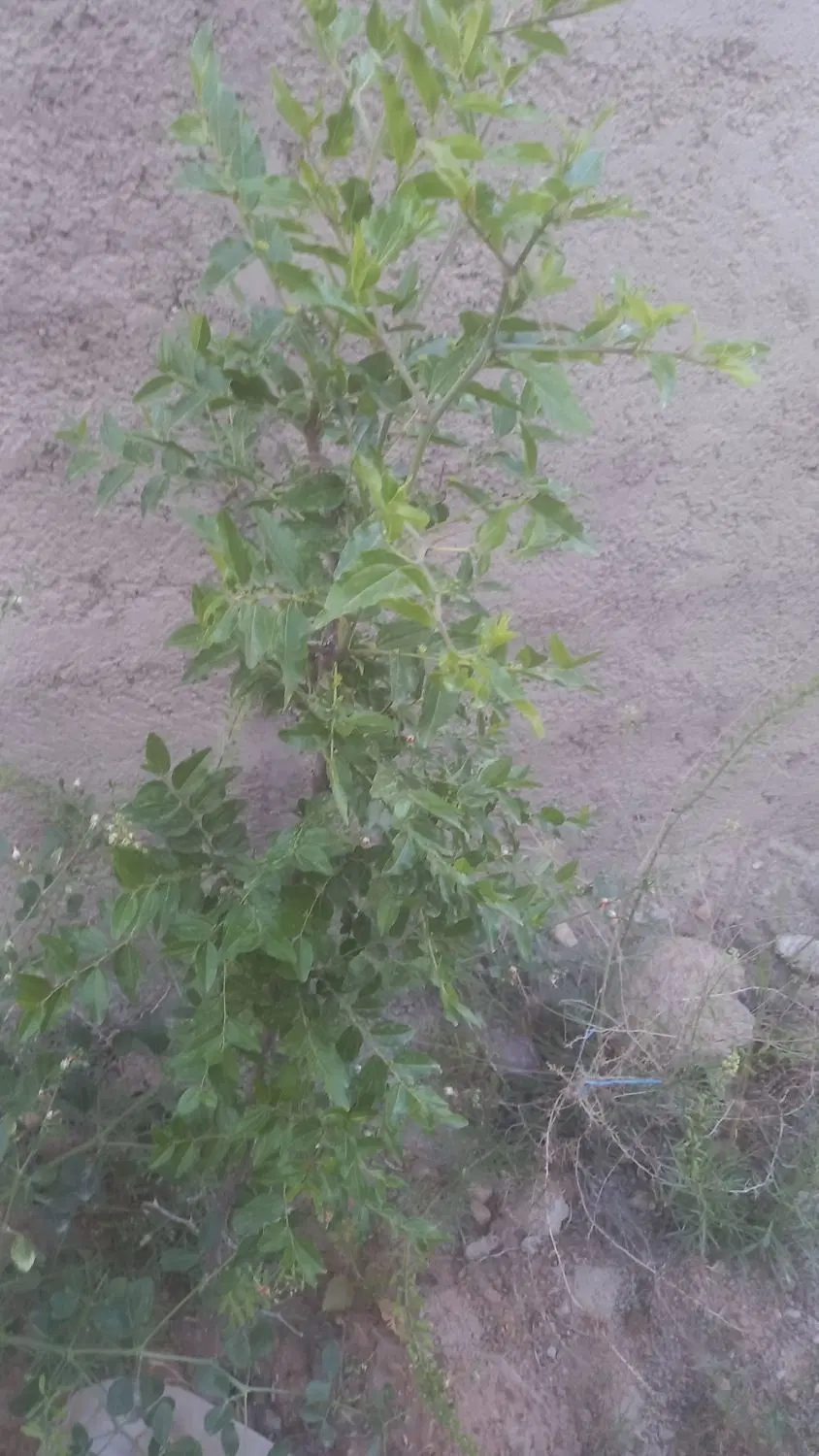 فروش باغچه در کوهسار کرج