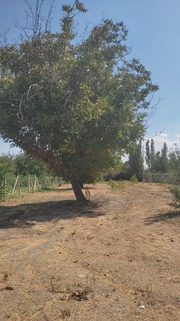 زمین ویلایی زراعی ۱۸۰۰ متر در رافا