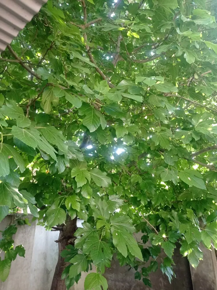 خانه ویلایی ۲۲۰ متری چند قدمی دریا نقد و تهاتر
